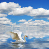Пользовательские 3D-обои для фото HD Swan Seagull Blue Sky и белые облака Sea Sofa TV Заставка Обои на рабочий стол Обои Papel De Parede 3D