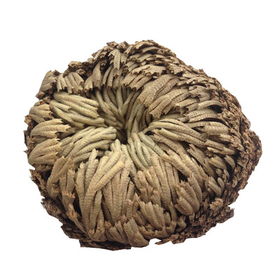 Magical Resurrection Ball Air Fern Selaginella Moss Immortalized Grass Dry Plant Flower Leaves
Magical Resurrection Ball Air Fern Selaginella Moss Immortalized Grass Dry Plant Flower Leaves