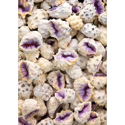 DIY Semi-finished Diamond Painting 5D Still Life Theme Starfish Hippocampus Conch Home Living Room Bedroom Office Decoration
DIY Semi-finished Diamond Painting 5D Still Life Theme Starfish Hippocampus Conch Home Living Room Bedroom Office Decoration