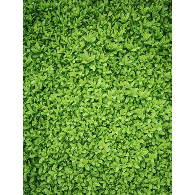 Single Green Photo Backdrop 57FT Vinyl Fabric Cloth Digital Printing Photo Birthday Background s-2370
Single Green Photo Backdrop 57FT Vinyl Fabric Cloth Digital Printing Photo Birthday Background s-2370