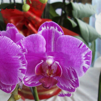 20PCS Butterfly Orchid Seeds Phalaenopsis Bonsai Flower Seed Plants Potted Home Garden Balcony DecorationType 8
20PCS Butterfly Orchid Seeds Phalaenopsis Bonsai Flower Seed Plants Potted Home Garden Balcony DecorationType 8