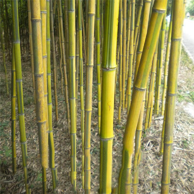 100PCS Bamboo Seeds Phyllostachys Pubescens Bamboo Planting Seeds for DIY Home Garden PlantType 4
100PCS Bamboo Seeds Phyllostachys Pubescens Bamboo Planting Seeds for DIY Home Garden PlantType 4
