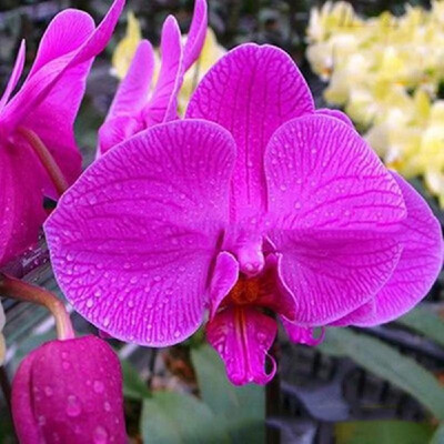 20PCS Butterfly Orchid Seeds Phalaenopsis Bonsai Flower Seed Plants Potted Home Garden Balcony DecorationType 8
20PCS Butterfly Orchid Seeds Phalaenopsis Bonsai Flower Seed Plants Potted Home Garden Balcony DecorationType 8