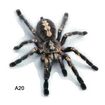 3D Car Stickers Animals Bumper Stickers Spider Lizard Scorpions Decor Car-styling Sticker Auto Motorcycle Decorations
3D Car Stickers Animals Bumper Stickers Spider Lizard Scorpions Decor Car-styling Sticker Auto Motorcycle Decorations