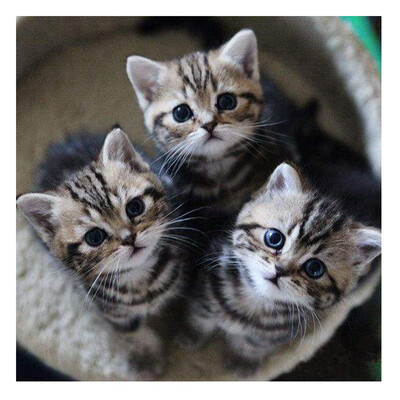 Siaonvr 5D Embroidery Paintings Rhinestone Pasted DIY Diamond Painting Cross Stitch 
Siaonvr 5D Embroidery Paintings Rhinestone Pasted DIY Diamond Painting Cross Stitch