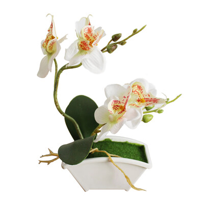 Artificial Butterfly Orchid Flower Phalaenopsis Home Office Decor with Flowerpot
Artificial Butterfly Orchid Flower Phalaenopsis Home Office Decor with Flowerpot