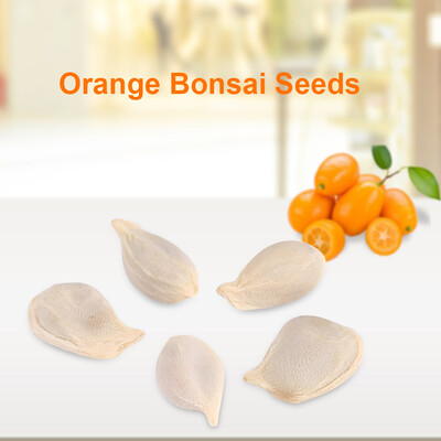 Greensen 10 Packs Potted plant Fruit Mini Bonsai Orange Tree Seeds Garden Balcony Decor Potted plant SeedsOrange Bonsai Seeds
Greensen 10 Packs Potted plant Fruit Mini Bonsai Orange Tree Seeds Garden Balcony Decor Potted plant SeedsOrange Bonsai Seeds
