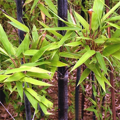 100PCS Bamboo Seeds Phyllostachys Pubescens Bamboo Planting Seeds for DIY Home Garden PlantType 4
100PCS Bamboo Seeds Phyllostachys Pubescens Bamboo Planting Seeds for DIY Home Garden PlantType 4