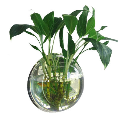 Home Decoration Wall Mount Fish Tanks Goldfish Bowl Acrylic Hanging Aquariums Flowerpot Flower Vase
Home Decoration Wall Mount Fish Tanks Goldfish Bowl Acrylic Hanging Aquariums Flowerpot Flower Vase