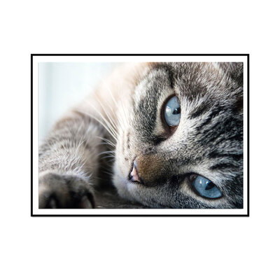 Pet DIY 5D Diamond Painting Kits Rhinestone Embroidery Arts Craft Wall Decor Gift Frameless
Pet DIY 5D Diamond Painting Kits Rhinestone Embroidery Arts Craft Wall Decor Gift Frameless
