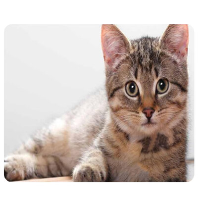 CAT-9 Mouse Pad Cute Cat Picture Anti-Slip Gaming Mouse Mat for PC Computer Laptop MackBook
CAT-9 Mouse Pad Cute Cat Picture Anti-Slip Gaming Mouse Mat for PC Computer Laptop MackBook
