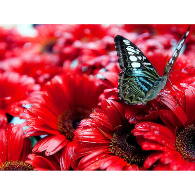 Diamond Painting Flower Diamond Embroidery Butterfly 5d Diy Full Round Drill Mosaic Sale Rhinestone Picture Home Decor
Diamond Painting Flower Diamond Embroidery Butterfly 5d Diy Full Round Drill Mosaic Sale Rhinestone Picture Home Decor
