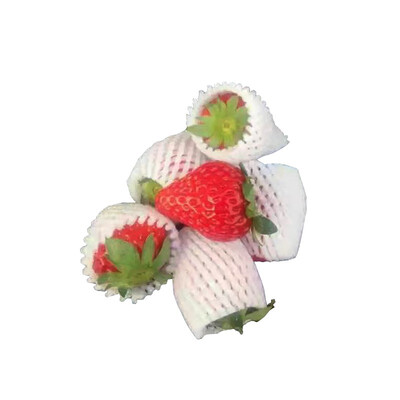 YI WANG QING SHEN Vegetable Strawberry Packaging Fruit Shockproof Wearable Plastic Foam Pearl Cotton Protection Net Set 55
YI WANG QING SHEN Vegetable Strawberry Packaging Fruit Shockproof Wearable Plastic Foam Pearl Cotton Protection Net Set 55