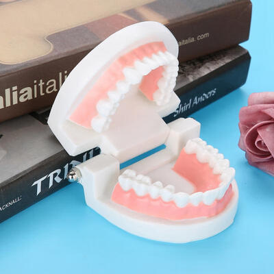 Greensen Dental Denture Model 28Pcs Standard Adult Teeth Model Medical Teaching Tool
Greensen Dental Denture Model 28Pcs Standard Adult Teeth Model Medical Teaching Tool