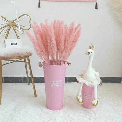 153060 Pcs Dried Small Pampas Grass Phragmites Communis Decoration for Home Store Wedding
153060 Pcs Dried Small Pampas Grass Phragmites Communis Decoration for Home Store Wedding