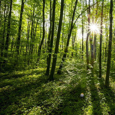 Customized 3D Photo Wallpaper Scenery For Walls Wall Mural Green Forest Landscape TV Background Wall 3D Bedding Room Wall Papers
Customized 3D Photo Wallpaper Scenery For Walls Wall Mural Green Forest Landscape TV Background Wall 3D Bedding Room Wall Papers