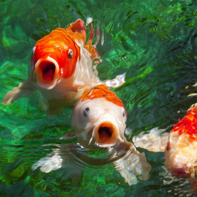 Free Shipping Two water carp open mouth 3D flooring wallpaper kitchen lobby restaurant waterproof floor mural 250cmx200cm 
Free Shipping Two water carp open mouth 3D flooring wallpaper kitchen lobby restaurant waterproof floor mural 250cmx200cm