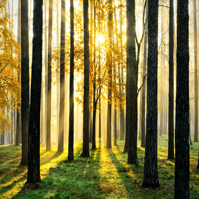 Custom 3D Natural Scenery Mural Wallpaper Forest Under the Sunshine Beautiful Scene Wall Paper For Living Room TV Sofa Backdrop
Custom 3D Natural Scenery Mural Wallpaper Forest Under the Sunshine Beautiful Scene Wall Paper For Living Room TV Sofa Backdrop