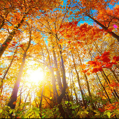 Custom 3D Wallpaper For Wall Nature Scenery Wall Mural Roll Forest Tall Trees Red Leaves Sunshine Wall Paper Backdrop Wallpaper
Custom 3D Wallpaper For Wall Nature Scenery Wall Mural Roll Forest Tall Trees Red Leaves Sunshine Wall Paper Backdrop Wallpaper