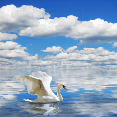 Custom 3D Photo Wallpaper HD Swan Seagull Blue Sky And White Clouds Sea Sofa TV Backdrop Wall Mural Wallpaper Papel De Parede 3D
Custom 3D Photo Wallpaper HD Swan Seagull Blue Sky And White Clouds Sea Sofa TV Backdrop Wall Mural Wallpaper Papel De Parede 3D