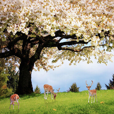 Custom Pastoral Style Cherry Blossom Trees Elk Photo Mural Romantic Nature Landscape Mural Wallpaper Living Room Home Decor 3D
Custom Pastoral Style Cherry Blossom Trees Elk Photo Mural Romantic Nature Landscape Mural Wallpaper Living Room Home Decor 3D