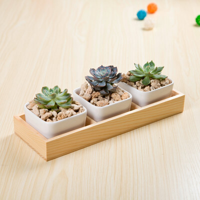 Indoor Square White Ceramic Plant Pot Cactus Succulent Planter with Wooden Tray Set of 3 Plants are not included
Indoor Square White Ceramic Plant Pot Cactus Succulent Planter with Wooden Tray Set of 3 Plants are not included