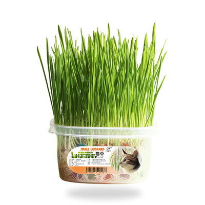 Luxchic Cat Grass Seed Cat Snack Cat Help Digestion Hair Ball Natural Cat Grass Pot Planting Set Send Catnip
Luxchic Cat Grass Seed Cat Snack Cat Help Digestion Hair Ball Natural Cat Grass Pot Planting Set Send Catnip