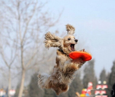 mymei 1pc собаки фрисби летающий диск зуб не открытый большая собака подготовку за игрушку
mymei 1pc собаки фрисби летающий диск зуб не открытый большая собака подготовку за игрушку