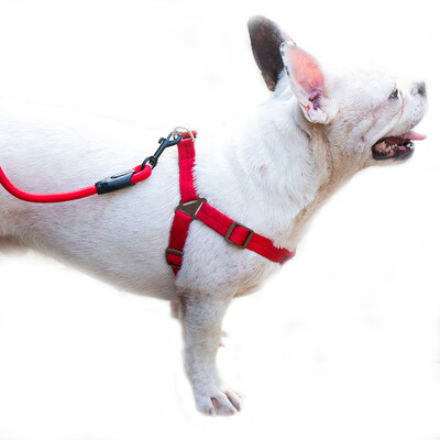 HIPIDOG dog rope dog chain dog ring dog belt p chain cat rope cat chain pet cat dog supplies medium dog dog collar strap tract
HIPIDOG dog rope dog chain dog ring dog belt p chain cat rope cat chain pet cat dog supplies medium dog dog collar strap tract