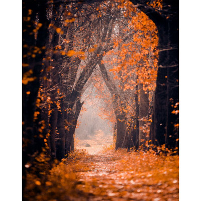 Golden Autumn Leaves Photo Backdrop 57FT Vinyl Fabric Cloth Digital Printing Photo Background s-2339
Golden Autumn Leaves Photo Backdrop 57FT Vinyl Fabric Cloth Digital Printing Photo Background s-2339