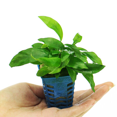 Qi Yi natural water banyan fish tank landscape in the real body of water grass small water banyan aquarium decoration plant landscaping 1 pot
Qi Yi natural water banyan fish tank landscape in the real body of water grass small water banyan aquarium decoration plant landscaping 1 pot