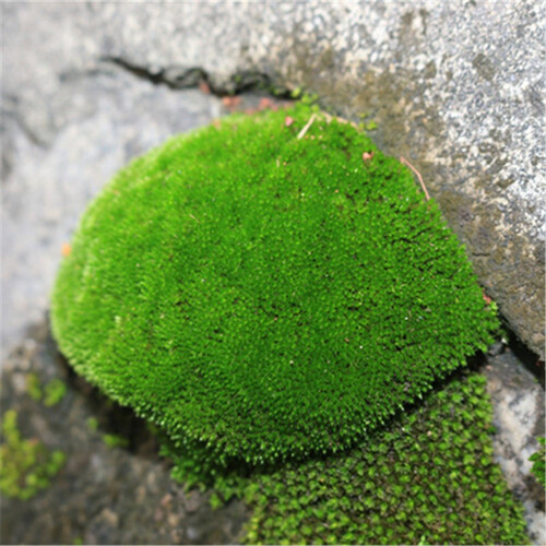 鲜活苔藓植物 白发藓微景观生态瓶diy绿植水陆缸假山盆栽盆景青苔 朵朵藓一盒11x8cm