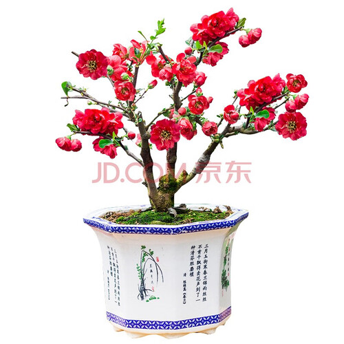 重瓣海棠花苗花卉盆栽盆景老桩室内外观花绿植物庭院阳台四季开花海棠花盆栽 长寿冠 不含盆