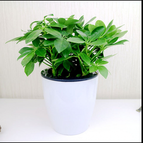 鸭脚木盆栽室内植物鸭掌木七叶莲吸甲醛绿植四季常青摇钱树八方来财二手烟克星 鸭脚木 平安树盆栽 金钱树 桌面盆栽 不含盆
