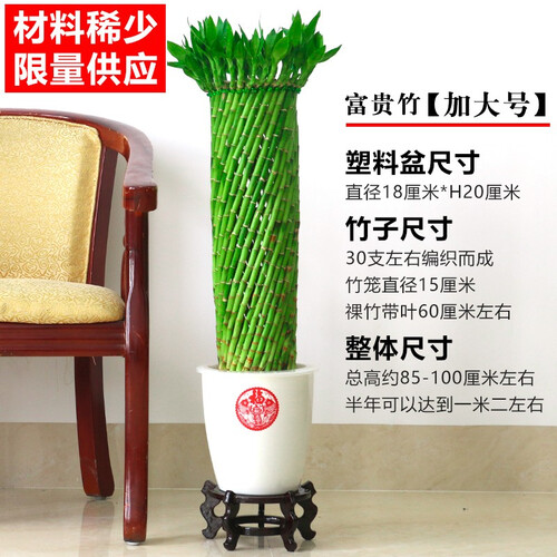 高档好养富贵竹水培植花卉物发财招财转运竹客厅室内花草盆景竹子盆栽四季常青大型绿植办公桌去甲醛桌面摆件 限量版 加大号（带印花盆+木架）