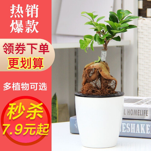 世纪奥桥（ShijiAoqiao） 绿植盆栽文竹发财树绿萝芦荟栀子花植物花卉盆景吊兰客厅室内可水培 小榕树