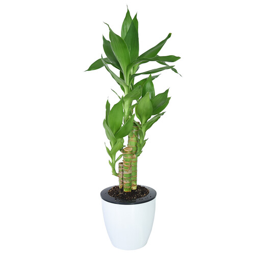 集卉绿萝盆栽发财树室内植物金钱树办公室小盆景虎皮兰花卉红掌富贵竹幸福树 富贵竹（送自动吸水盆） 带盆栽好