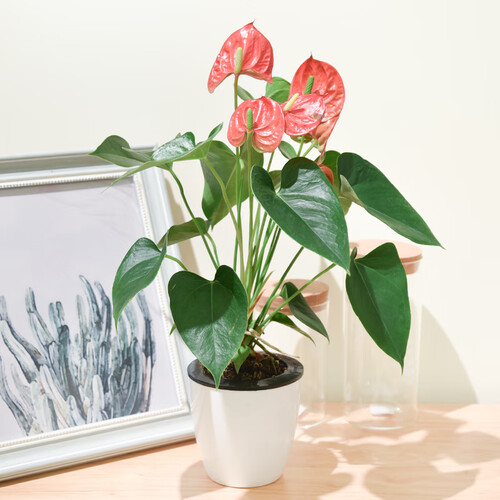 集卉绿萝盆栽发财树室内植物金钱树办公室小盆景虎皮兰花卉红掌富贵竹幸福树 红掌（自动吸水盆） 带盆栽好