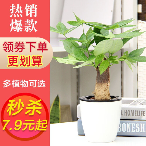 世纪奥桥（ShijiAoqiao） 绿植盆栽文竹发财树绿萝芦荟栀子花植物花卉盆景吊兰客厅室内可水培 发财树