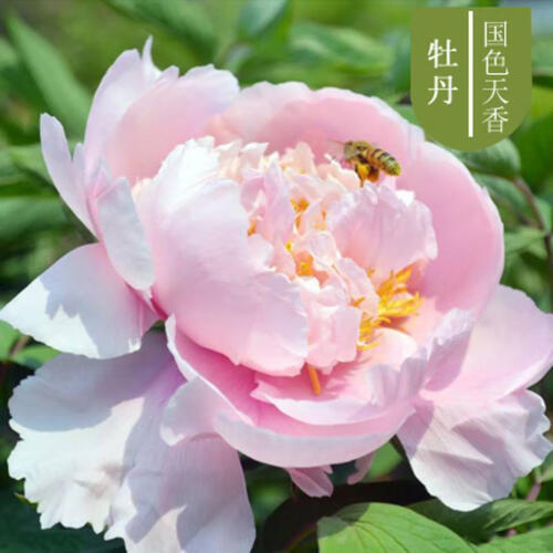 18.8元3棵 7年洛阳牡丹花苗盆栽花卉观花植物室内花庭院阳台四季开花 国色天香【3颗+生根粉+复合肥 不含盆