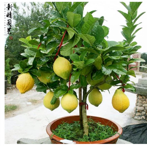 美国香水柠檬树苗 青柠檬.黄柠檬阳台盆栽果树苗木 香水柠檬 五年苗
