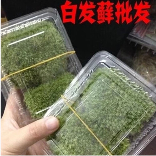 芹恋花 活苔癣 盆栽苔藓 苔藓 植物 盆景 青苔假山10平方厘米 白发藓