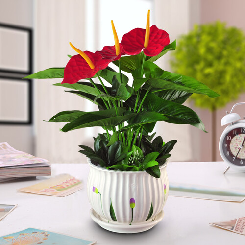 喜莱卡（xilaika） 高仿真植物摆件假盆栽 绿植花艺办公室茶几仿真绿萝客厅桌面摆设 207高仿真红掌盆景