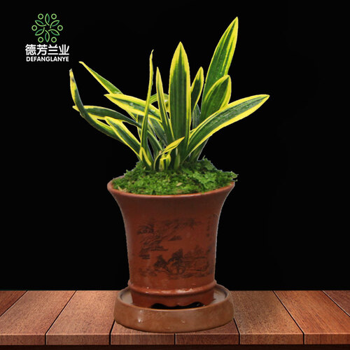 徳芳兰业四季兰草 金边墨兰红花 荷瓣 红荷冠 中矮种兰花苗 迷你花植物 室内桌面盆栽 吸甲醛好养包邮 红荷冠：2苗连体（小杯）带简易盆发货