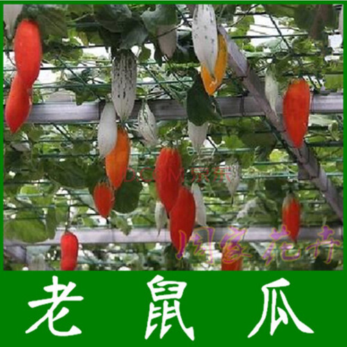 元井 蔬菜种子阳台盆栽种子四季播 黄瓜种子南瓜苦瓜香瓜丝瓜砍瓜种子 巨型南瓜 50粒