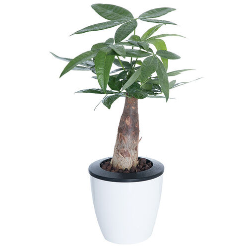 花七休 绿萝植物盆栽花卉 发财树文竹观叶植物办公室客厅绿植盆景 发财树+自动浇水花盆