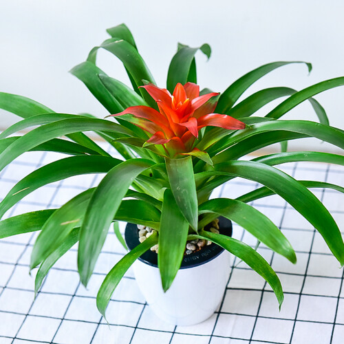 植慕(ZHIMU) 栀子花发财树盆景室内桌面盆栽园艺花卉绿植绿萝吊兰植物盆栽 带盆栽好发货 小红星