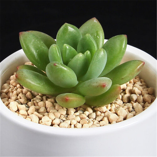 多肉 多肉植物室内微景观园艺鲜花绿植多肉居家盆栽植物花卉绿植 春萌