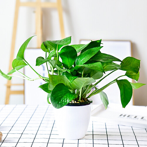 植慕(ZHIMU) 栀子花发财树盆景室内桌面盆栽园艺花卉绿植绿萝吊兰植物盆栽 带盆栽好发货 绿萝