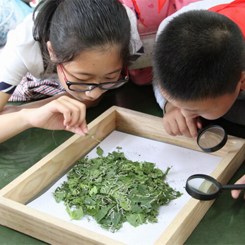 蚕宝宝套装 含新鲜桑叶蚕宝宝活体套装 蚕卵包孵化 科普养蚕自然课金丝彩色卵